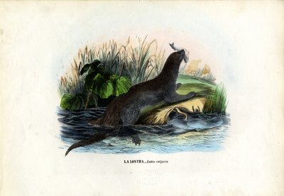 Eurasian River Otter by Raimundo Petraroja